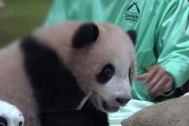 Bayi panda pertama Indonesia segera sambut pengunjung