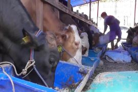 Dinas pertanian Semarang wajibkan pedagang hewan kantongi SKKH