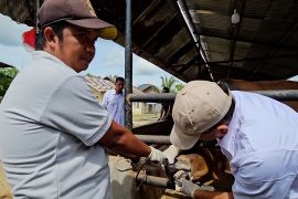Jelang Idul Adha, stok sapi lokal siap penuhi kebutuhan qurban