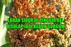 Lahan tidur di pinggir rel disulap jadi kebun sorgum