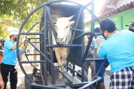 Pakar ternak UGM: Gunakan alat perebah agar daging kurban tidak memar