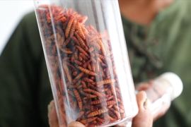 Pasar Anyar Tangerang budidaya maggot pengolah sampah&nbsp;organik