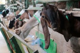 Pemko Banda Aceh siap salurkan hewan kurban untuk daerah bencana