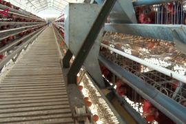 Kaltim rintis produksi pakan ternak mandiri berbasis potensi lokal