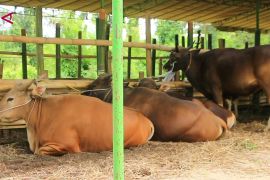 NTB alokasikan 30.000 ekor sapi untuk pasokan hewan kurban luar daerah