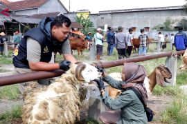 Sapi dan kambing kurban di pasar hewan Temanggung diperiksa intensif