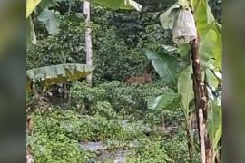 Harimau Sumatera muncul di persawahan Agam, warga sembunyi di pondok
