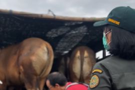 Balai Karantina Bali perketat lalu lintas penyeberangan hewan kurban