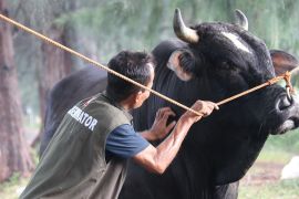 DP2KP Banda Aceh pastikan sapi bantuan Presiden sehat Jelang Idul Adha