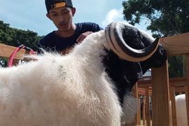 Mengenalkan domba seni lokal Temanggung melalui pameran ternak