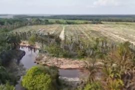 Perusahaan sawit PT MM jadi tersangka perusakan lingkungan di Riau