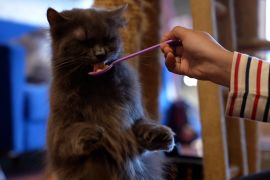 Healing di kafe kucing