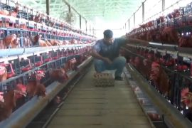 Hilirisasi ternak ayam di Kaltim penuhi kemandirian pangan domestik