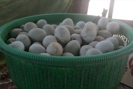 Telur bebek Desa Sambora Mempawah laris manis jelang Idul Adha