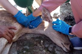 Temanggung ambil sample darah rusa untuk cegah penyakit zoonosis