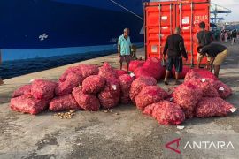 BKHIT Maluku periksa 7,7 ton bawang merah tujuan Weda Malut cegah OPTK