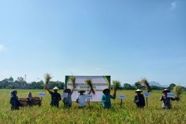 Tulungagung perkuat posisi sebagai lumbung pangan daerah