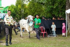 Kepala daerah apresiasi konsistensi PT Timah berbagi ratusan hewan kurban untuk masyarakat