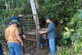 BBKSDA Riau pasang kandang jebak tindaklanjuti kemunculan Beruang Madu