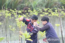 ULM lakukan monitoring pertumbuhan tanaman mangrove di Tanah Laut
