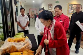 Megawati apresiasi GNTI hasilkan jagung dengan produktivitas tinggi