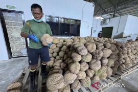 Apdurin: Sulteng perlu siapkan 100 ribu lahan kalau jadi raja durian