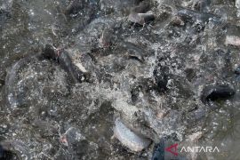 Kabupaten Cirebon beri pendampingan budidaya lele dalam Desa Siapsiaga