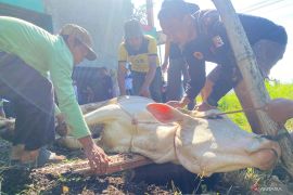 Kemenag: Kurban Idul Adha 1447 H tembus dua juta ekor di Indonesia