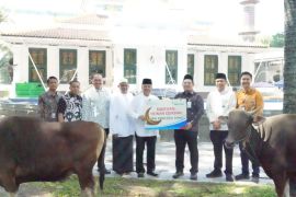 Bank Sumsel Babel salurkan hewan kurban di Sumsel dan Babel