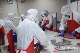 BKHIT Maluku awasi kualitas produk tuna Maluku jaga kualitas pangan dan daya saing ekspor