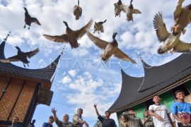 Pacu itik Payakumbuh