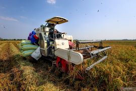 Luas lahan panen dan produksi padi di Indonesia