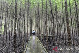 Kaltim angkat wisata berbasis konservasi mangrove