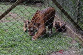 Taman Safari Prigen perkenalkan empat anak harimau sumatra
