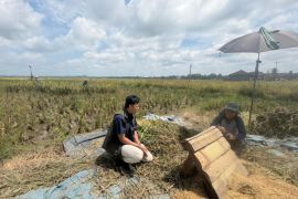 Bulog Lampung catat serapan gabah petani hingga awal Juni capai 400.000 ton