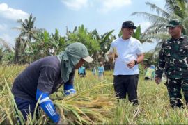 Bulog Sumut serap 14.992 ton beras dari petani hingga 3 Juni 2026
