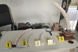 Indonesia busts illegal ivory network in Bali tourist hub