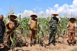 Pemkab Kotabaru kembangkan tanaman jagung dukung ketahanan pangan