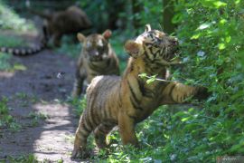 Anak harimau Sumatera di TSI II Prigen