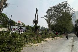 Sudin Tamhut Jaksel pangkas pohon sempal rawan tumbang di Mampang