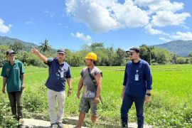 Bulog NTT serap beras 3.992 ton hasil panen petani