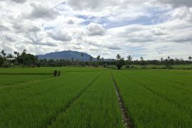 Dinas KPTPH Lampung sebut bantuan benih wajib sertakan poligon lahan