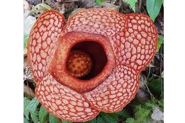 Fenomena langka, dua Rafflesia raksasa mekar sempurna dalam satu lokasi di Bengkulu Utara