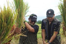 Bulog NTB serap 68 persen target pengadaan beras tahun 2026