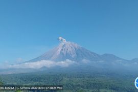 Gunung Semeru 7 kali erupsi dengan tinggi letusan hingga 700 meter