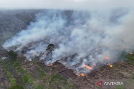 Wamenhut singgung restorasi gambut World Day to Combat Desertification