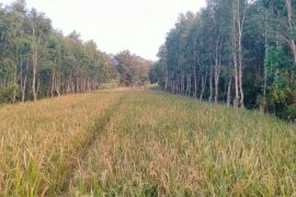 KPH Ngawi dorong pemanfaatan hutan lewat program Multi Usaha Kehutanan