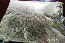 Dinsos Aceh Barat sortir beras bantuan yang rusak dan berkutu