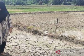 Alasan Petani di Pulau Simeulue Aceh tunda penanaman padi