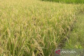 Kuningan dipilih jadi pusat gerdal hama tingkat Jabar